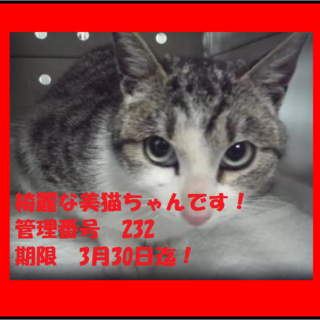 里親決定！！お迎えありがとうございました(^^♪