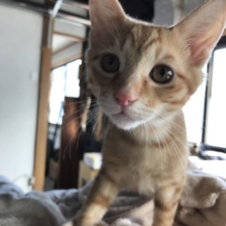 イケメンです！