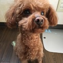 甘えん坊で元気なトイプードル♂優しい里親募集です