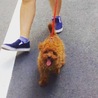 甘えん坊で元気なトイプードル♂優しい里親募集です サムネイル2