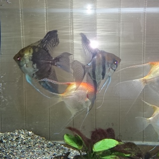 エンゼル里親募集中