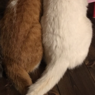 白猫と茶白兄弟1歳