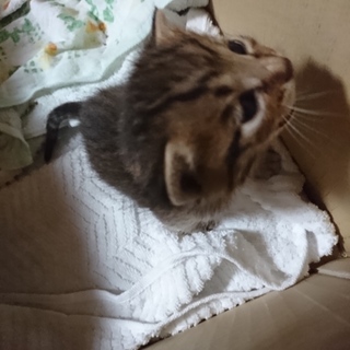 産まれて間もない子猫飼いませんか？(´；ω；`)