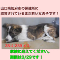 愛護団体に引き取られました