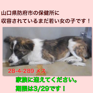 愛護団体に引き取られました