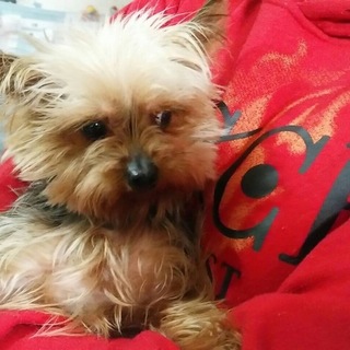 ヨークシャーテリアの女の子