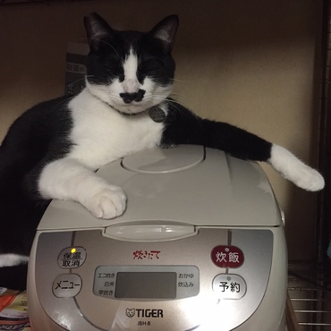 炊飯器Ⅱ　　キャプテン翼風に・・・『炊飯器は友達さあ～！』　by朧