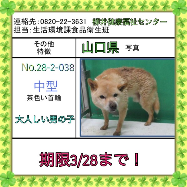 大人しい男の子です 高齢 山口県 犬の里親募集 ペットのおうち 月間利用者150万人