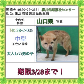 大人しい男の子です。高齢かもです。