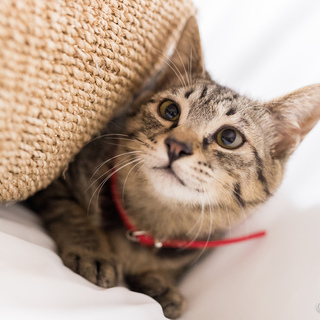 元気で可愛い　　あんり君