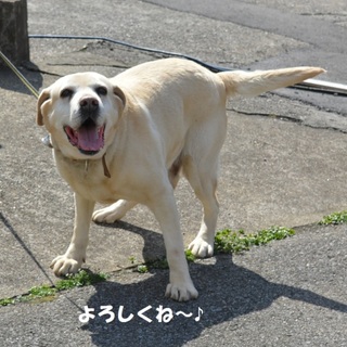 ラブラドール ♂ 推定5才～6才