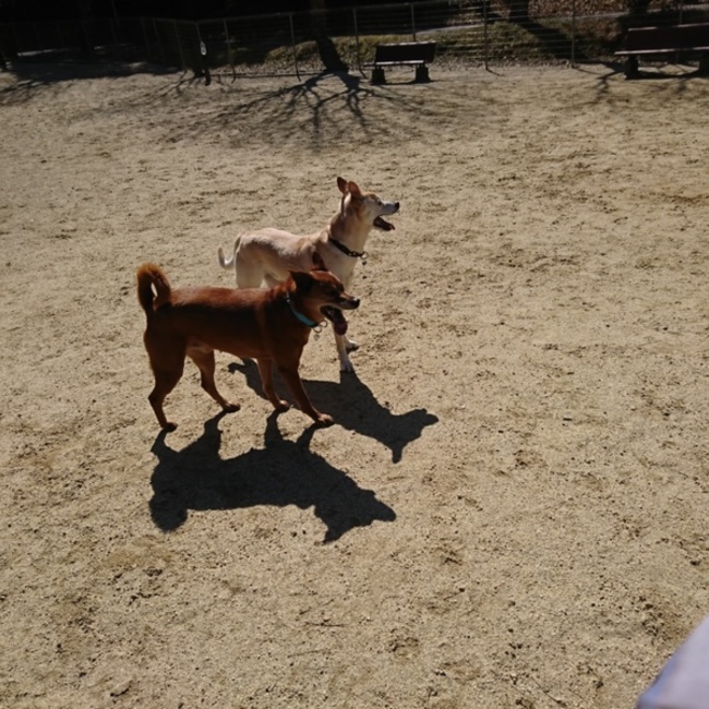 犬白日記のカバー写真