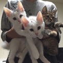 3猫全部 トライアル決定いたしました