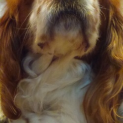 お友だちのおうちに