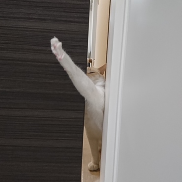 はなまる「ちょ！ちょちょちょ！ちょっとだけでも話を聞いてくださぁ〜い！！」