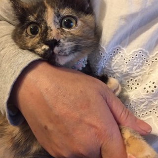 サビ猫フアンの方