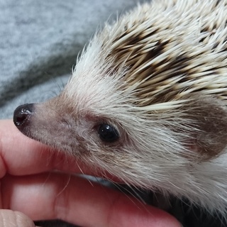 ハリネズミ♂