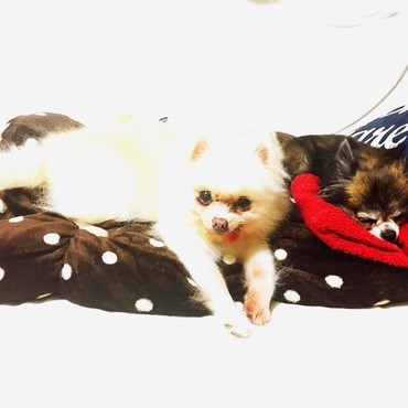 モカちゃんとミルク