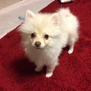 白ポメラニアンやんちゃなフェアリー