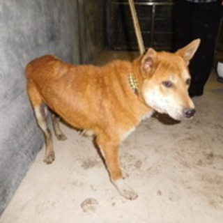 殺処分対象です