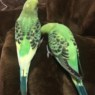 ありがとうございました！