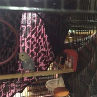 セキセイインコ2羽