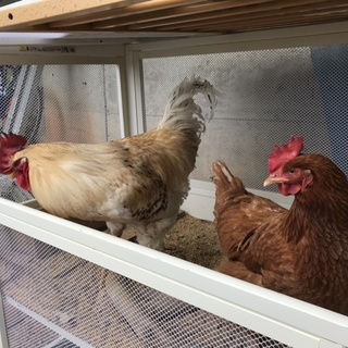 ポリスブラウンのツガイです里親募集