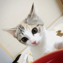 美猫　三毛　[応募者多数のため一時募集停止します]