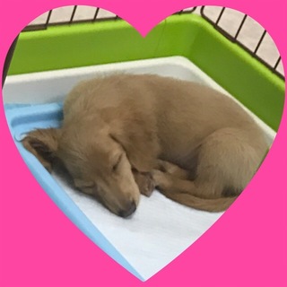 Mダックス ４カ月 応募多数のため応募中止します