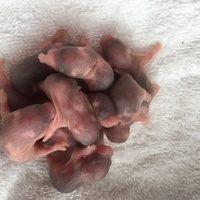 ないのちゃんの子ども達