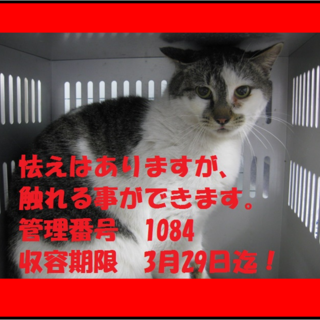 白サバの美猫ちゃんです♪期限3月29日迄！