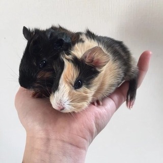 ※応募者多数の為、募集中断中※モルモットの赤ちゃん