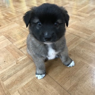 ふわふわおっとり２ヶ月の女の子