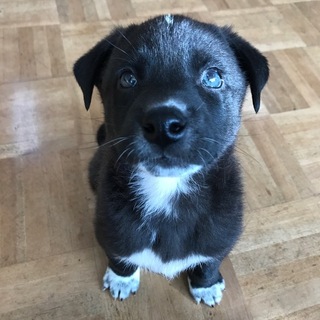 元気いっぱい２ヶ月の男の子