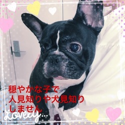 非営利動物保護団体ととのん『ととのんハウス』