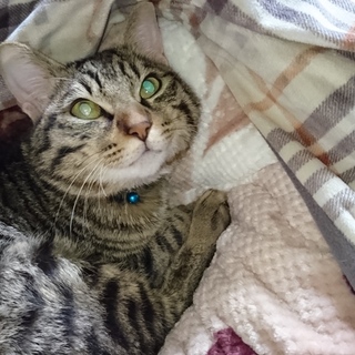 里親募集中です