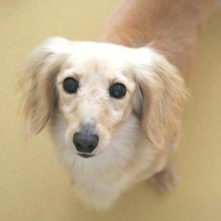 甘えん坊のキュートなリップちゃん