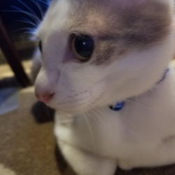 「新しいおもちゃ」サムネイル2