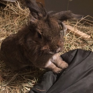 ライオンラビットMIX 有難うございました