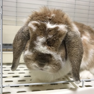 ホーランドロップ