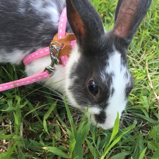 うさぎの里親募集中です