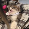 グループねこさとSHIZUOKA(保護活動者)