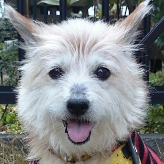 トットちゃん　可愛い雑種どこでも注目の的！優等生