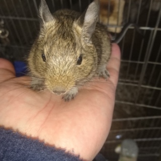 デグーのお子ちゃまの里親募集