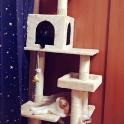 里親さんからの報告