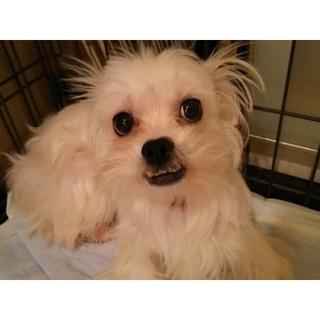 「キロロ」とても臆病で、なかなか触れません