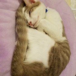 「保険完了」サムネイル2