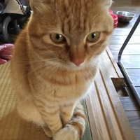 きなこ