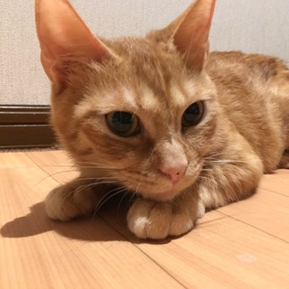 極限の状態に耐えた小麦ちゃん