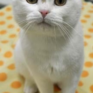 問い合わせ多数のため一時募集終了します。